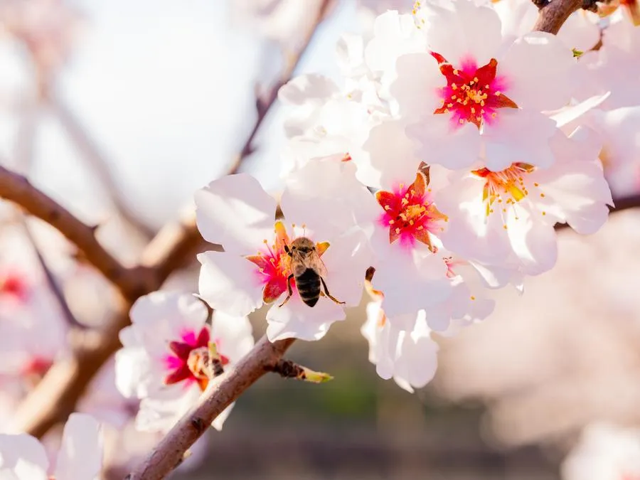 Bee on an almond blossom