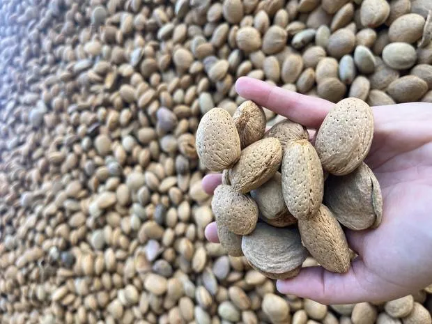 Almonds in shell after harvest