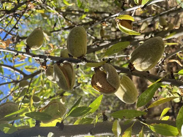 Almonds splitting open on the branch