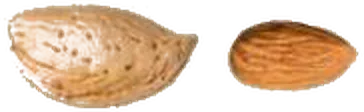 Avijor