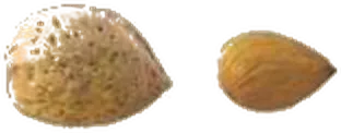 Guara