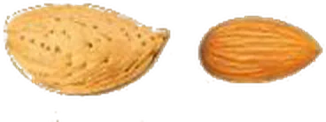 Makako
