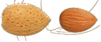 Marinada